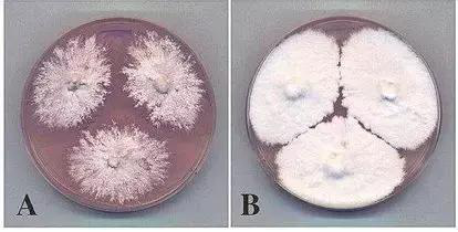 1562743024485778.png blob.png